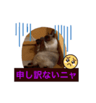 フィガロ＆チロル3（個別スタンプ：10）