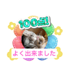 フィガロ＆チロル3（個別スタンプ：11）