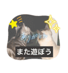 フィガロ＆チロル3（個別スタンプ：15）