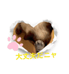 フィガロ＆チロル3（個別スタンプ：16）