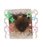 フィガロ＆チロル3（個別スタンプ：17）