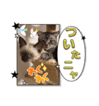 フィガロ＆チロル3（個別スタンプ：20）