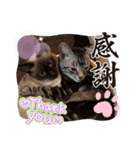 フィガロ＆チロル3（個別スタンプ：23）