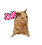 毎日まるといっしょ（個別スタンプ：3）