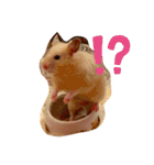 毎日まるといっしょ（個別スタンプ：6）