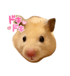 毎日まるといっしょ（個別スタンプ：7）