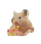 毎日まるといっしょ（個別スタンプ：12）