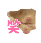 毎日まるといっしょ（個別スタンプ：15）