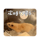 毎日まるといっしょ（個別スタンプ：16）
