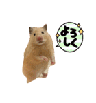毎日まるといっしょ（個別スタンプ：17）