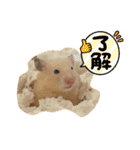 毎日まるといっしょ（個別スタンプ：20）
