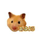 毎日まるといっしょ（個別スタンプ：21）