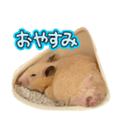 毎日まるといっしょ（個別スタンプ：30）