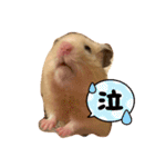 毎日まるといっしょ（個別スタンプ：31）