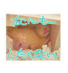 毎日まるといっしょ（個別スタンプ：36）