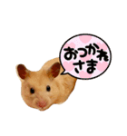 毎日まるといっしょ（個別スタンプ：38）