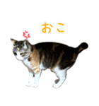 黄油と一緒（個別スタンプ：7）