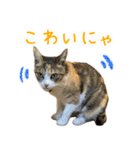 黄油と一緒（個別スタンプ：13）