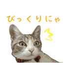 黄油と一緒（個別スタンプ：15）