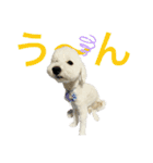 日常で使えるトイプードルのシオンくん②（個別スタンプ：5）
