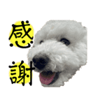 日常で使えるトイプードルのシオンくん②（個別スタンプ：8）