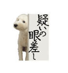 日常で使えるトイプードルのシオンくん②（個別スタンプ：12）