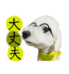 日常で使えるトイプードルのシオンくん②（個別スタンプ：14）