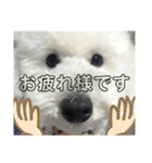 日常で使えるトイプードルのシオンくん②（個別スタンプ：16）