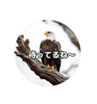 お鷹さんのお言葉（個別スタンプ：3）