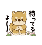 動く柴犬 2025 「春」（個別スタンプ：20）