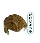 のんびりなツノガエル（個別スタンプ：26）