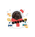 動くよ。天才！！F1labradoodleばぶ君とT＆3（個別スタンプ：12）