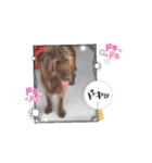 動くよ。天才！！F1labradoodleばぶ君とT＆3（個別スタンプ：15）