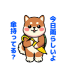 カメ柴#家族で使える日常会話（個別スタンプ：4）