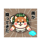 カメ柴#家族で使える日常会話（個別スタンプ：11）