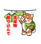 カメ柴#家族で使える日常会話（個別スタンプ：12）