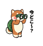 カメ柴#家族で使える日常会話（個別スタンプ：19）
