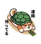 カメ柴#家族で使える日常会話（個別スタンプ：29）