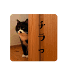 田中 福丸（個別スタンプ：3）