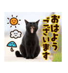 ねこ写真❤ポップで見やすい日常会話（個別スタンプ：37）