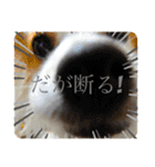 だが断る！イッヌ（個別スタンプ：3）