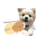 だが断る！イッヌ（個別スタンプ：6）