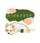 だが断る！イッヌ（個別スタンプ：8）