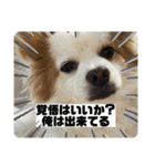 だが断る！イッヌ（個別スタンプ：9）