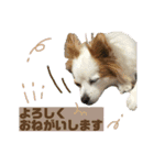 だが断る！イッヌ（個別スタンプ：12）