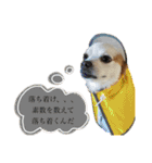 だが断る！イッヌ（個別スタンプ：13）