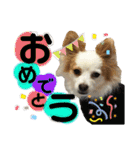 だが断る！イッヌ（個別スタンプ：16）