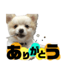 だが断る！イッヌ（個別スタンプ：18）