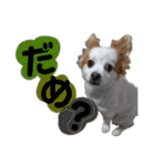 だが断る！イッヌ（個別スタンプ：19）