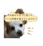 だが断る！イッヌ（個別スタンプ：21）